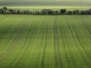 WhiteSheetHill_193D