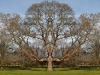 BurghleyTree3