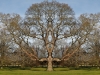 BurghleyTree3