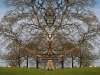 BurghleyTree4