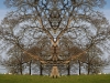 BurghleyTree4