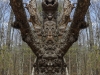 DragonDevaEnt