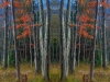 GastonWoods