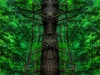 Pine Ent