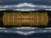 Island in the Pond