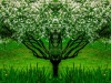 Innisfree Garden Ent