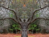 Apple Ent