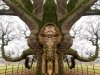 Elephant Tree