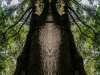 Great Pine