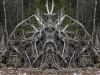 Roots Sentinel2