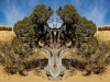 Sandstone Juniper