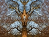 Shugborough Ent2