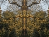 Shugborough Ent1