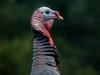 Male Turkey Portrait