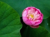 tongdo-sa_0971c