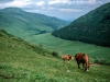 cantal-c