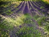 lavender-hte-provence