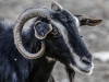 Naxos_Goat Portrait