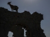 Goat in ruins with sunburst atop Apano Katro, Naxos
