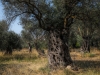 Olive Grove, Naxos