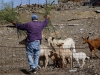 Man feeding goats, near Chora, Serifos