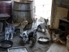 Hungry Cats, Tinos