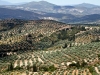 mycenae_0073a