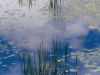 Harvard Pond August