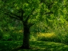 Shade in Summer Garden