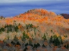 baldmt_0066c