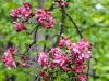 floweringcrabapple2