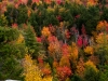 parulis_white-rocks-national-recreation-area-wallingford