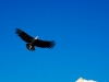 colca-condor