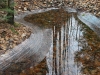 forest-pool-in-january