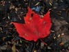 maple-leaf-vermont