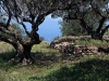 milos-olivegrove