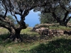 milos-olivegrove