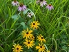 summer-flowers-grafton-vt