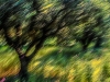 olympiagroveblur_489cflt2