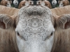 Cowly