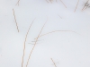WinterWoods_Simplicity