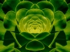 BotanicImpossibility