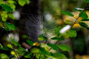 spidersoct16_067b