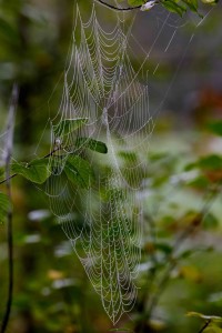 spidersoct16_078b