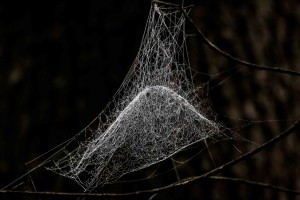 spidersoct16_096b