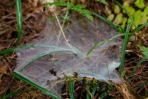 spidersoct16_114a